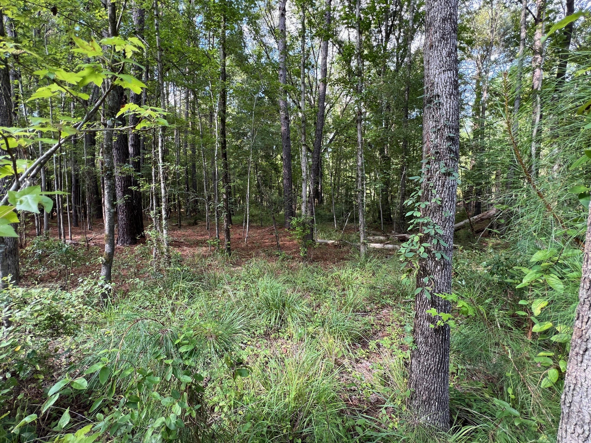 HWY 119 Tract Timberland & Plantations For Sale in SC/GA